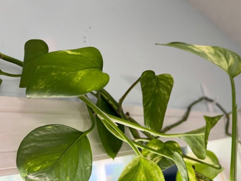 Pothos Vine With Curling Leaves
