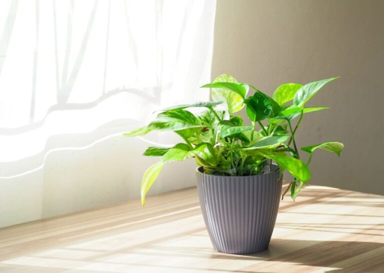 Pothos in a Gray Pot Near a Window