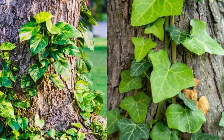 Pothos vs Ivy