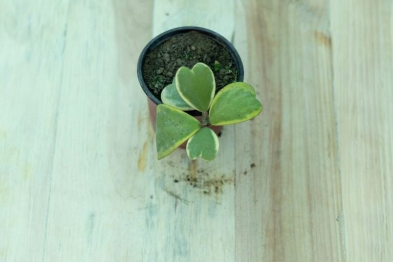 Small Hoya Heart Plant in a Plastic Pot