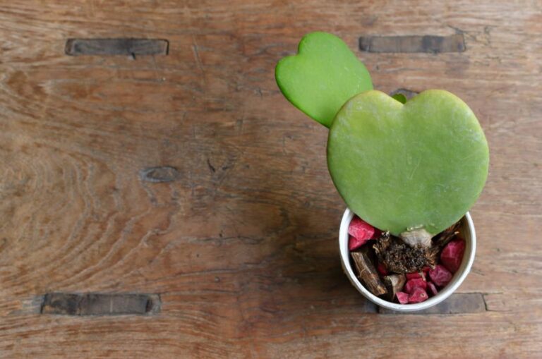 Top View of a Hoya Kerrii Sweatheart Plant