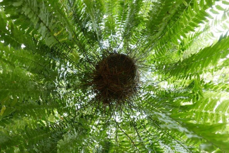 Underside of a Hanging Boston Fern