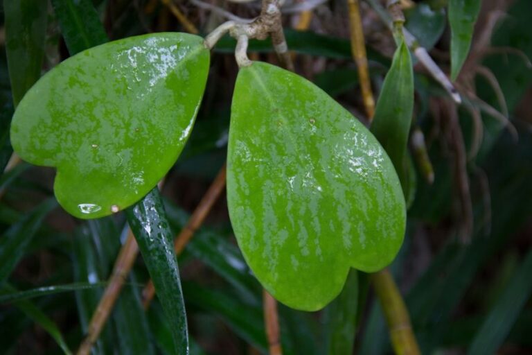 Wet Leaves of a Hoya Valentine Kerrii
