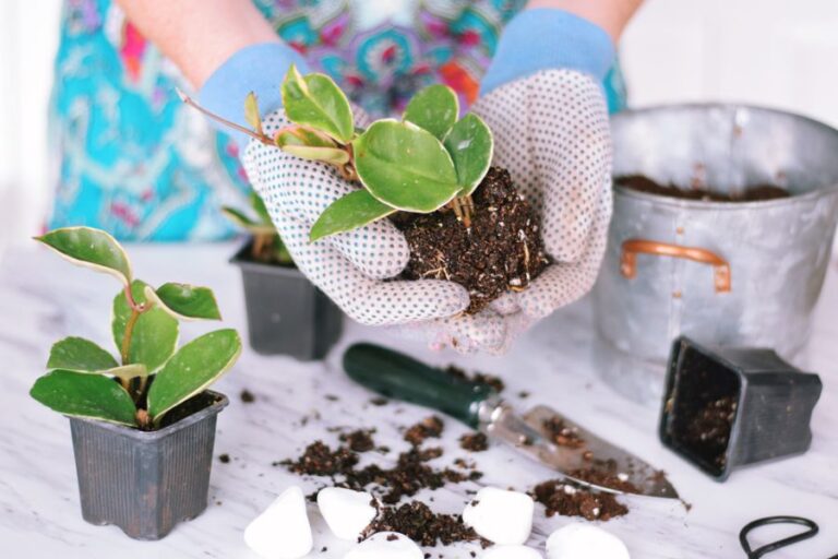 Woman Planting Hoya Plants in a New Metal Potv