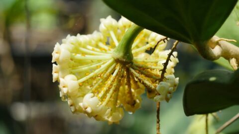 3 Ways to Get Rid of Yellow Aphids on Hoya Plants - The Practical Planter