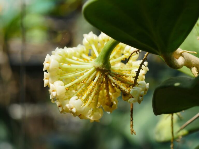 Yellow Aphids Swarmed on a Hoya Flower