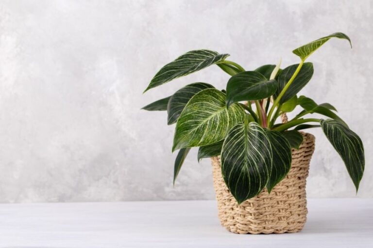 Birkin Philodendron in a Woven Pot