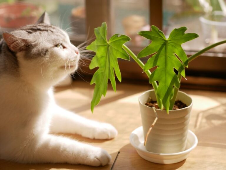 Cat Sniffing the Leaves of a Philodendron radiatum