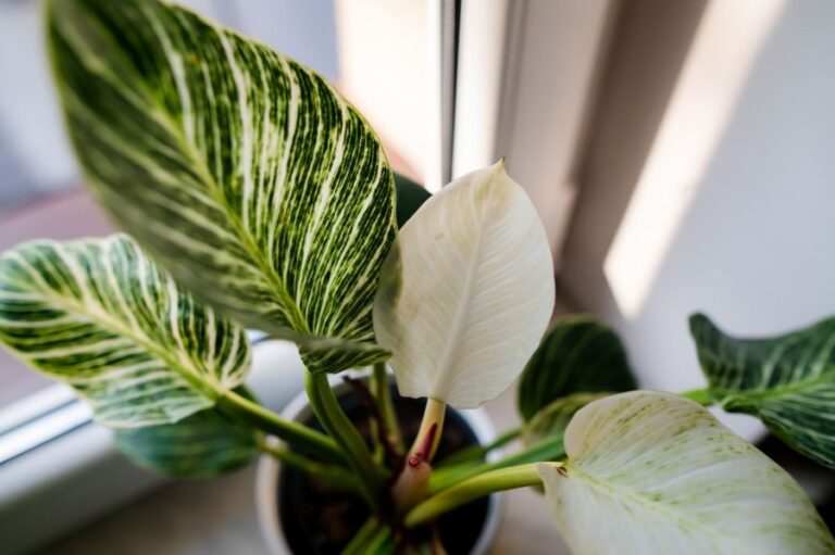 Closeup of a Philodendron on a Window Sill