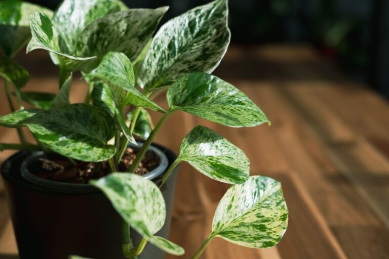 Closeup of a Queen Marble Pothos