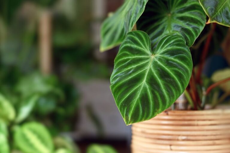 Closeup of the Leaves of a Philodendron verrucosum Houseplant