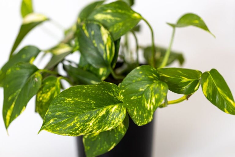 Closeup of the Leaves of a Pothos