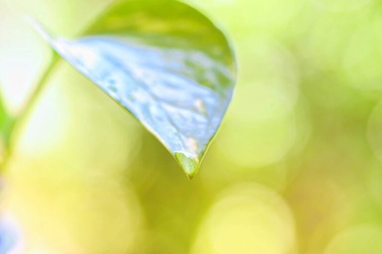 Drop of Water on the End of a Pothos Leaf