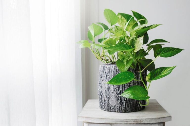 Golden Pothos in a Decorative Pot Sitting Near a Window