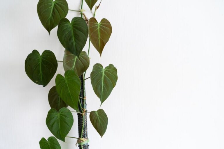 Healthy Philodendron micans Climbing a Stake in a Pot