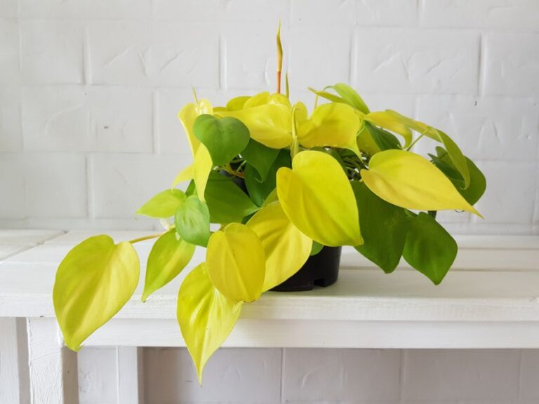 Lemon Lime Philodendron on a White Table