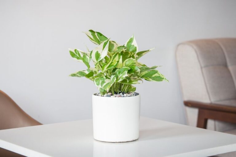 Marble Queen Pothos in a White Ceramic Pot on a Coffee Table