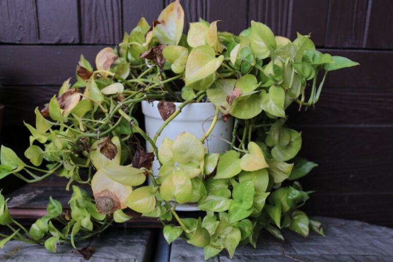 Pale Leaves of a Sick Golden Pothos