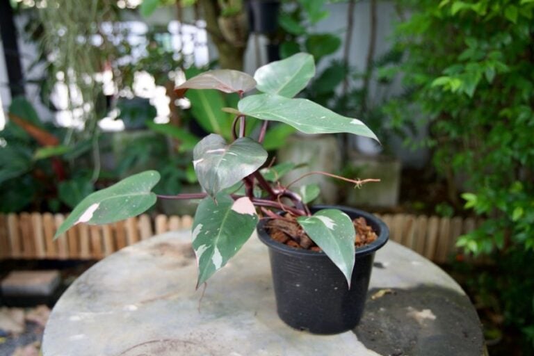 Philodendron Pink Princess on a Patio Table