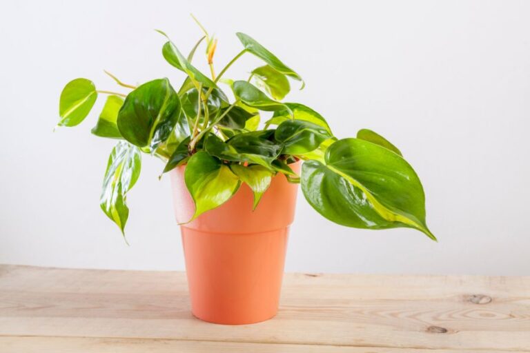 Philodendron brasilia With Variegated Leaves in a Clay Pot