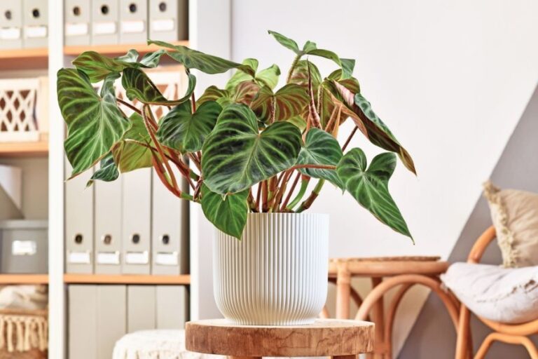 Philodendron verrucosum With Dark Green Leaves in a White Pot