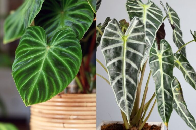 Philodendron vs Alocasia