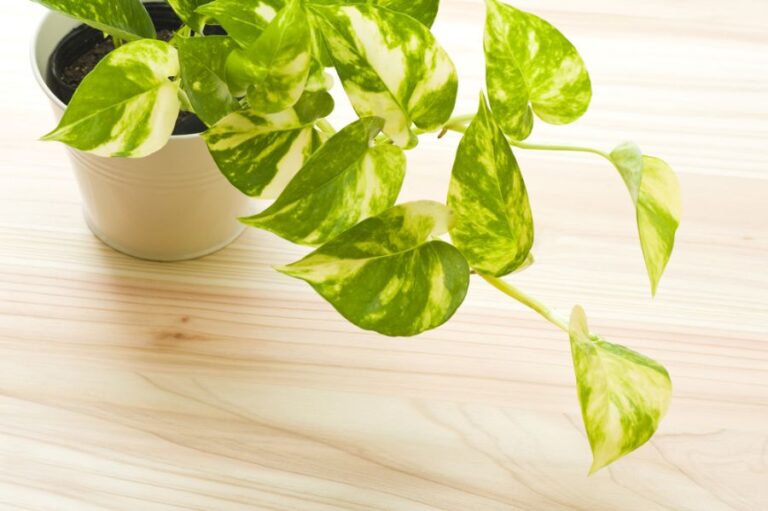 Pothos on the Floor With Its Vines Reaching Out