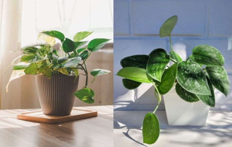 Pothos vs Scindapsus