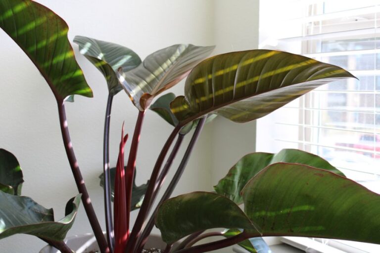 Sunlight Streaming Through the Window on the Leaves of a Red Congo Philodendron