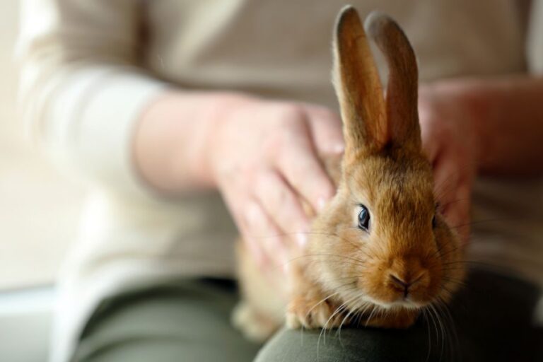 Woman Holding a Ginger Rabbit in Her Lap