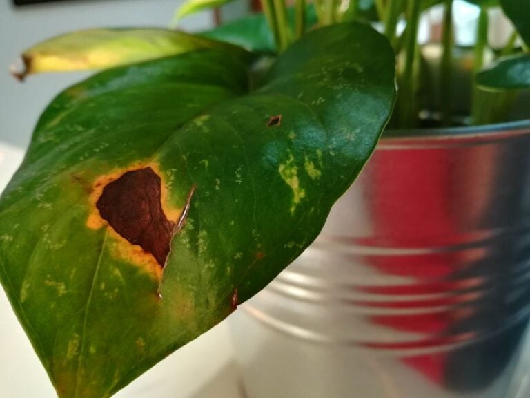 Brown Spot on a Pothos Leaf