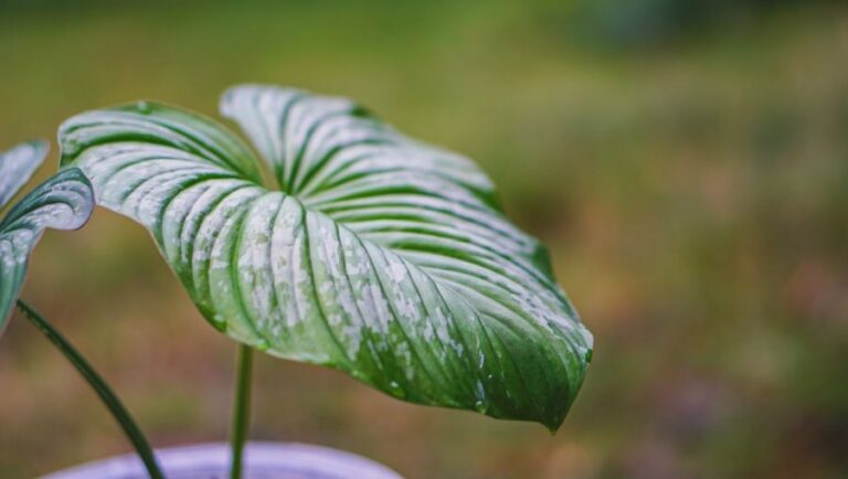 Closeup of a Philodendron Leaf