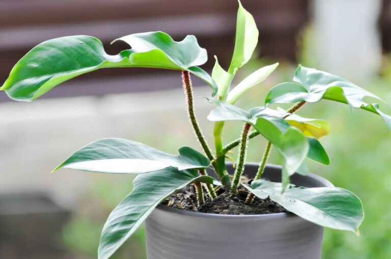 Closeup of a Philodendron Pedatum Plant in a Pot