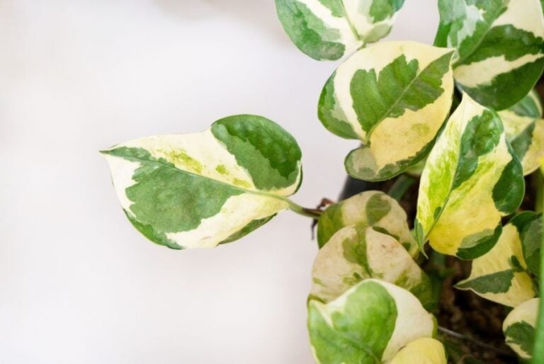 Closeup of the Leaves of an N Joy Pothos