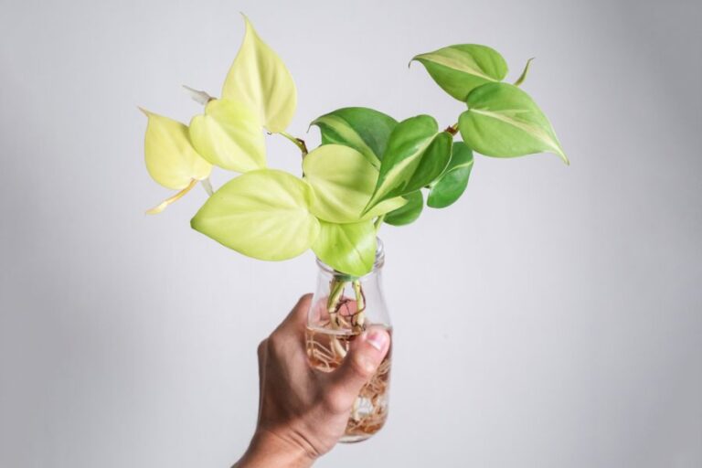 Hand Holding Container With Philodendron Brasil Growing in Water