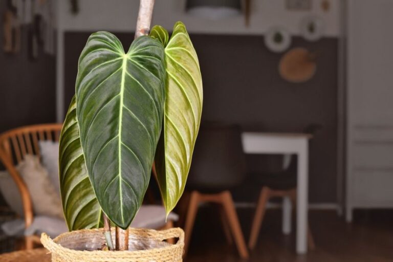 Large, Healthy Leaves on a Philodendron Melanochrysum