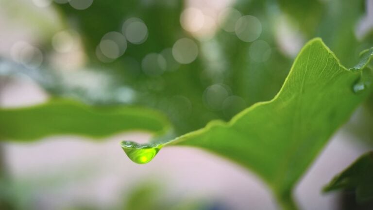 Philodendron Leaf Dripping Water