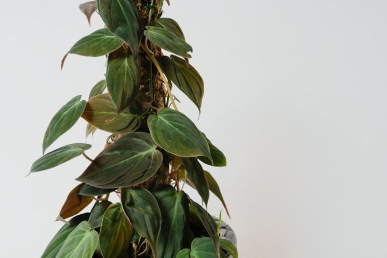 Philodendron Micans Plant Climbing Up a Support
