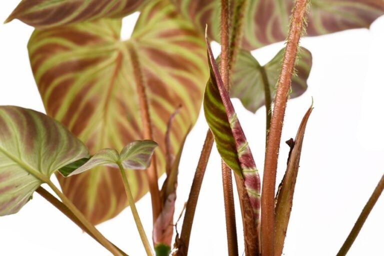 Philodendron With Several Unfurled Leaves