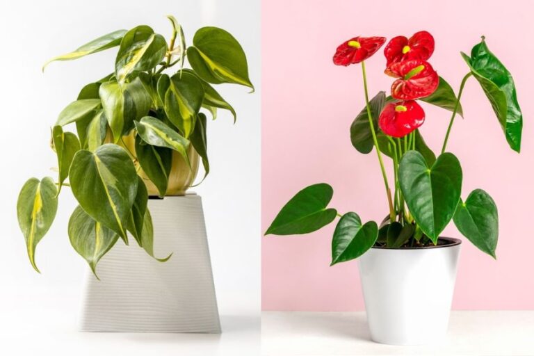 Philodendron vs Anthurium