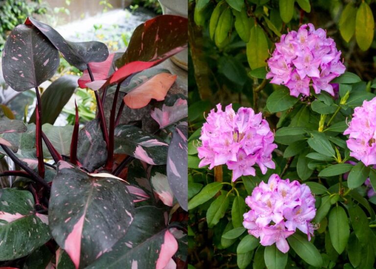 Philodendron vs Rhododendron