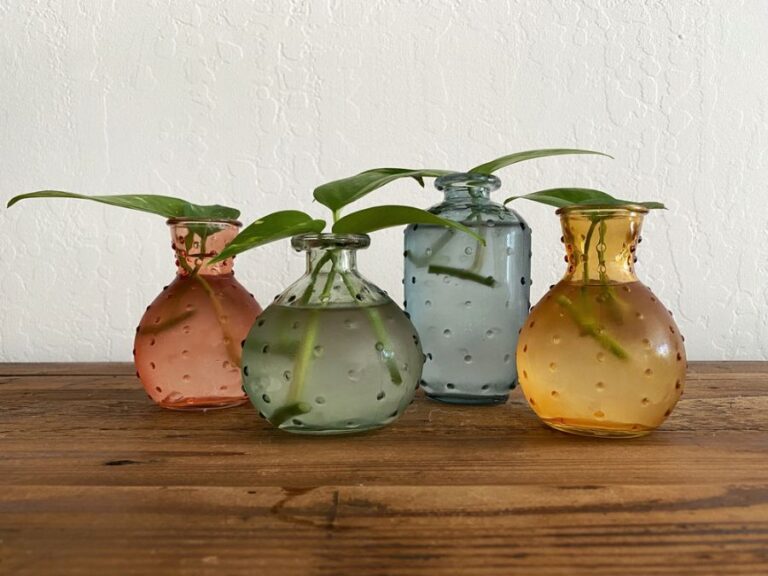 Pothos Cuttings for Propogation in Vases Filled With Water