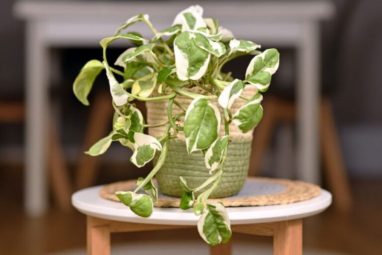 Pothos Houseplant on a Small Table With Slightly Droopy Leaves