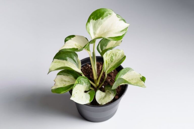 Pothos Manjula in a Black Plastic Pot