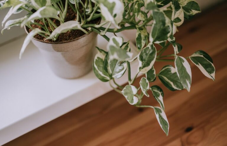 Pothos N Joy With Vines Trailing Over Edge of Shelf
