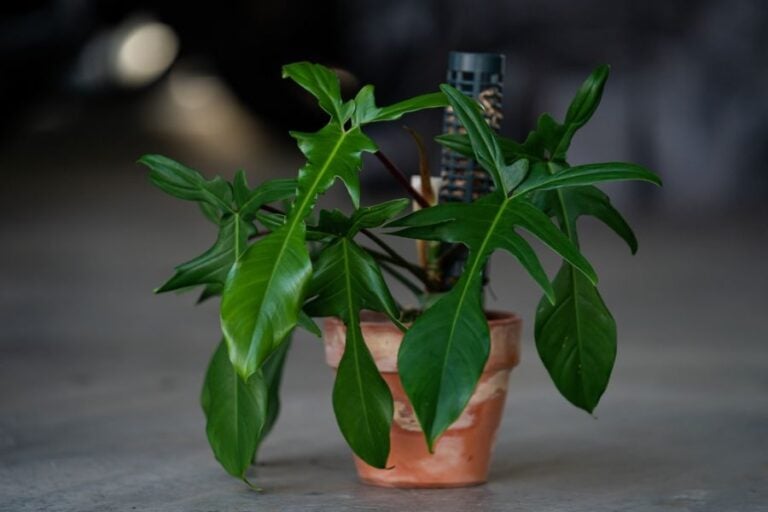 Small Florida Philodendron in a Clay Pot
