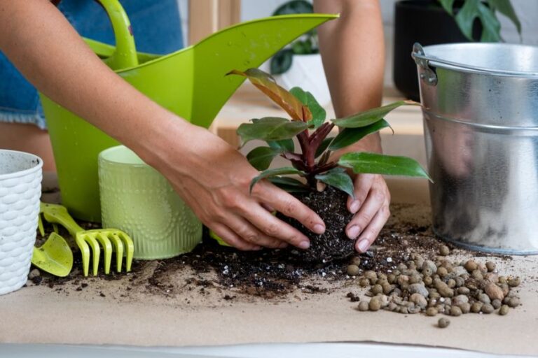 Transplanting a Prince Orange Philodendron to a New Pot With New Soil