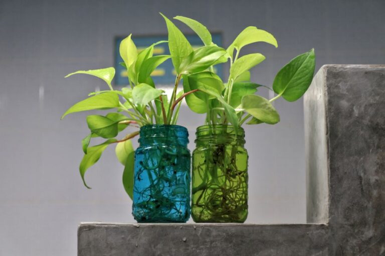 Two Golden Pothos Plants Growing in Water-Filled Jars