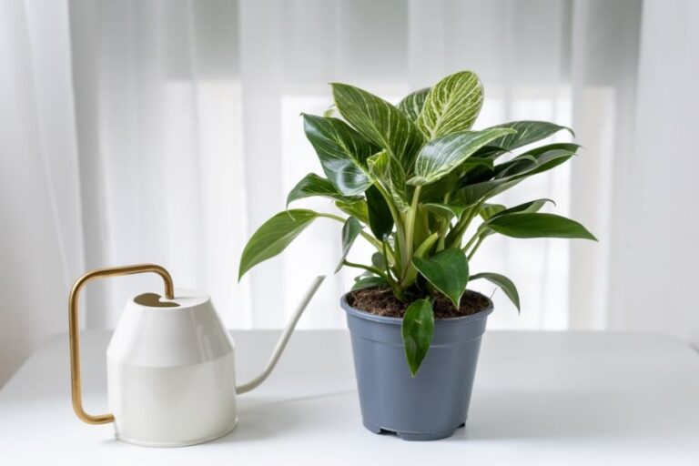 White Watering Can Sitting Next to a Philodendron Birkin in a Shipping Pot