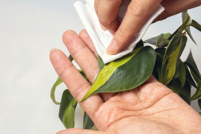 Woman Cleaning the Leaves of a Philodendron